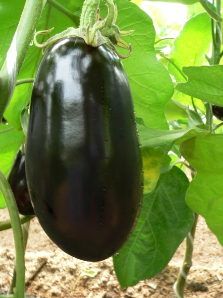 Baklažán Epic, Seminis, semená zeleniny, zeleninové semená